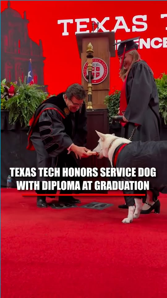 A service dog is honored with her own “diploma” during a heartwarming graduation moment.

Graduate Makaela Muse walked across the stage at Texas Tech University alongside her service dog, Sadie, with both wearing matching gowns.

The university later shared the moment on Instagram, calling it “a special treat for a sweet doggo.”