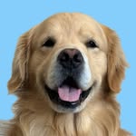 drakethepupstar