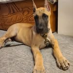 carlo_great_dane_adv