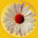 daisychainfields