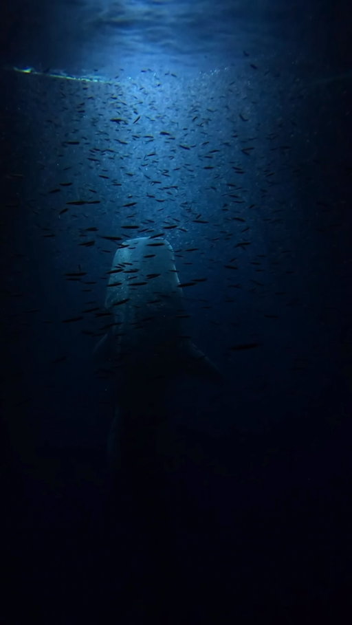 Wake me up at any hour if I get to experience this magic 🌙🩵

#whaleshark #nightdive #liveaboards #ocean #oceanworld #wakeup