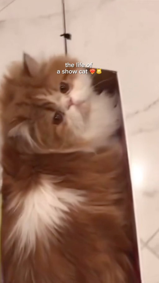 just wondering what Meredith, Olivia, and Benjamin’s favorite songs are 👀❤️‍🔥

#freshstep #thelifeofashowgirl #taylorswift #ts12 #catlife #catparent #newheights