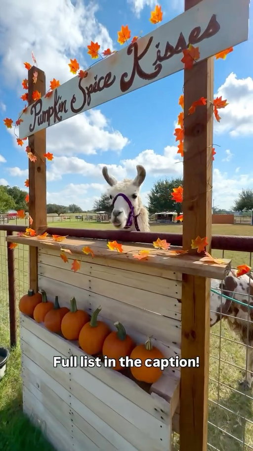 🎃🍂 Texas Pumpkin Patch Guide 🍂🎃 (List below) Pumpkin patches all across Texas! Grab your boots, throw on your flannel, and get ready for some fall fun! 📸🌽✨

(Austin / San Antonio Areas) 
🎃 @floatintx - New Braunfels, TX
🎃 @rockberry_ranch - Poteet, TX (in the video)
🎃 @devine_acres_farm - Devine, TX (in the video)
🎃 @sweetberryfarm - Marble Falls, TX 
🎃 @sweeteatsfruitfarm - Georgetown, TX 
🎃 @graff7aranch - Hondo, TX 
🎃 @indianspringsranch - Travis County, TX 
🎃 @texaspumpkinfest - Leander, TX 
🎃 @jenschkeorchards - Fredericksburg, TX
🎃 @owl_creek_farm_sa - San Antonio, TX 
🎃 @tradersvillage_sa - San Antonio, TX 
🎃 @uhlandfallfest - Kyle (Uhland), TX
🎃 @roundrockpumpkinfestival - Round Rock, TX
🎃 @bellcreekacres - Castroville, TX
🎃 @sundropsprings - New Braunfels, TX

 (Dallas / Ft Worth / North Central Texas Areas)
🎃 @westernbellefarm - Waco, TX 
🎃 @therobinsonfamilyfarm - Temple, TX 
🎃 @thedallasarboretum - Dallas, TX 
🎃 @hallspumpkinfarm- Grapevine, TX
🎃 @pumpkinnights - Arlington, TX
🎃 @yesterlandfarm - Canton, TX (near Dallas) 
🎃 @mainstayfarmpark - Cleburne, TX - (south of Ft. Worth) 
🎃 @blasefamilyfarm - Rockwall, TX
🎃 @maxwellspumpkinfarm - Amarillo, TX
🎃 @shadowcreekpumpkin - Midlothian, TX
🎃 @jacksboropumpkinpatch - Jack County, TX
🎃 @dentonvalleyfarms - Clyde, TX

(Houston Areas)
🎃 @blessingtonfarms - Wallis, TX 
🎃 @frobergsfarm - Alvin, TX
🎃 @dewberryfarmtexas- Brookshire, TX 
🎃 @p6farms - Montgomery County, TX 
🎃 @oldtimechristmastreefarm - Spring, TX
🎃 @7acrewood - Conroe, TX

(Corpus Christi Area)
🎃 @rockinkfarms - Robstown, TX

(South Texas Area) 
🎃 @thetranch - La Feria, TX 
🎃 Big Red’s Ranch - San Benito, TX

(East, TX) 
🎃 @yesterlandfarm - Canton, TX
🎃 @pineypark- Marshall, TX
🎃 @blueberryridgeorganicfarm - Mineola, TX

(North, TX)
🎃 @atldofarms - Lubbock, TX 
🎃 Assiter Punkin Ranch - Floydada, TX

(West, TX) 
🎃 @fiddlesticksfarms - Midland, TX 

#pumpkinpatch #fallfestival #texas #visittexas #igtexas #texastodo #exploretexas #thingstodointexas #texasblogger