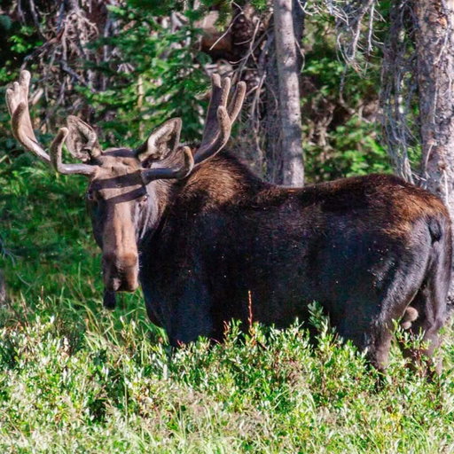 I took a drive yesterday evening along the scenic Highway 130 in the Snowies. I saw forested mountains, mirrored lakes, recreating tourists, and this bull moose. 
Wyoming folk tend to turn up our noses at tourists, especially if they have Colorado plates, (stick to RMSP!) but the fact is; the same God who created the majestic mountains also created the tourist, and He cares about each and every one of them. 

Anyways, I spent an hour poking along dirt roads and sitting quietly photographing this moose, and having some serious conversation with my Creator. Driving alone is a good time for that, is it not? To just get it all out and ask questions, mull over ideas, ask for guidance. 

We get so balled up in our own heads that we can’t really tell which way is up. Maybe if I’d spend more hours talking it out with God, I’d get stuck less often. 

Just sayin.