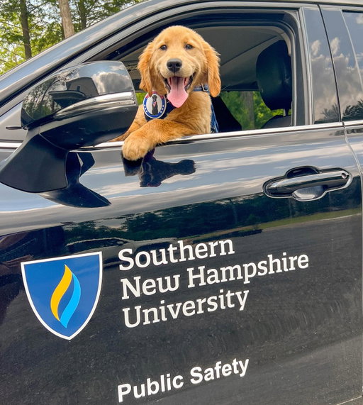 Introducing Sunny, SNHU’s Comfort Dog! 🐾💙💛  

We’re thrilled to announce that SNHU will be getting a comfort dog! Sunny will be joining the Public Safety team later this fall to bring smiles, support, and lots of tail wags to our Penmen community. Special thanks to @snhusga for making this possible and @heropupsinc who will be training Sunny in preparation for this important role. Stay tuned for more Sunny news! #PenmenPup #SunnyatSNHU #ComfortDog #SNHU #HeroPups #SNHUOnCampus #MentalHealthMatters #StudentSupport #Wellness #ComfortDog