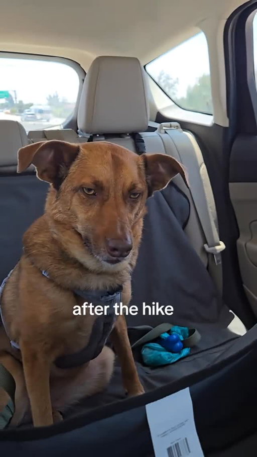 That was a gooood hike 🤣 TT: numberletterpunctuation