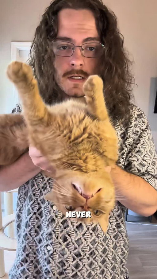 Orange cats are always described as orange #orangecat #orangecatsofinstagram #catsofinstagram #orangecatbehavior #orangeflavoredcat #cat #catdad #catlovers #orangecatsarethebest #funny