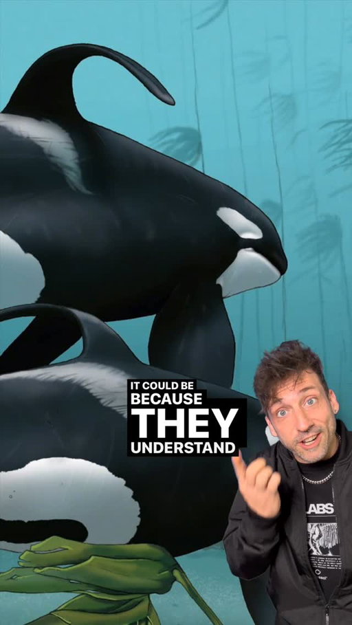 The 2 most feared Orcas in the ocean 👀 #funfact #didyouknow