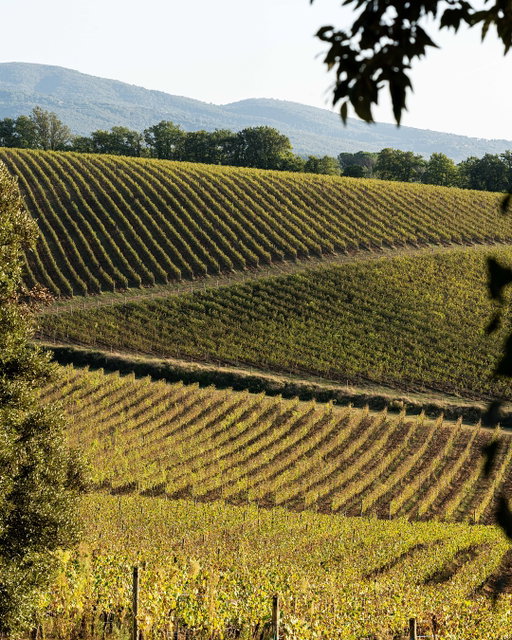 The first act of a new vintage has begun.

On Monday, August 18th, our harvest officially started: an ancient ritual being renewed. In the vineyards of La Solatìa, we picked the first grapes of Merlot and Pinot Grigio.
This estate is a hidden corner of Tuscany, where the rows of vines grow among rolling hills and history. Just a few steps from the medieval village of Monteriggioni, the land gives its most precious promise.

Discover La Solatìa. Link in bio.

•

Il primo atto di una nuova annata è iniziato.

Lunedì 18 agosto è cominciata la nostra vendemmia: un rito antico che si rinnova. Nei vigneti de La Solatìa abbiamo raccolto i primi grappoli di Merlot e Pinot Grigio.
Questa tenuta è un angolo nascosto della Toscana, dove i filari crescono tra colline e storia. A pochi passi dal borgo medievale di Monteriggioni, la terra regala la sua promessa più preziosa.

Scopri La Solatìa. Link in bio.

#Ruffino1877