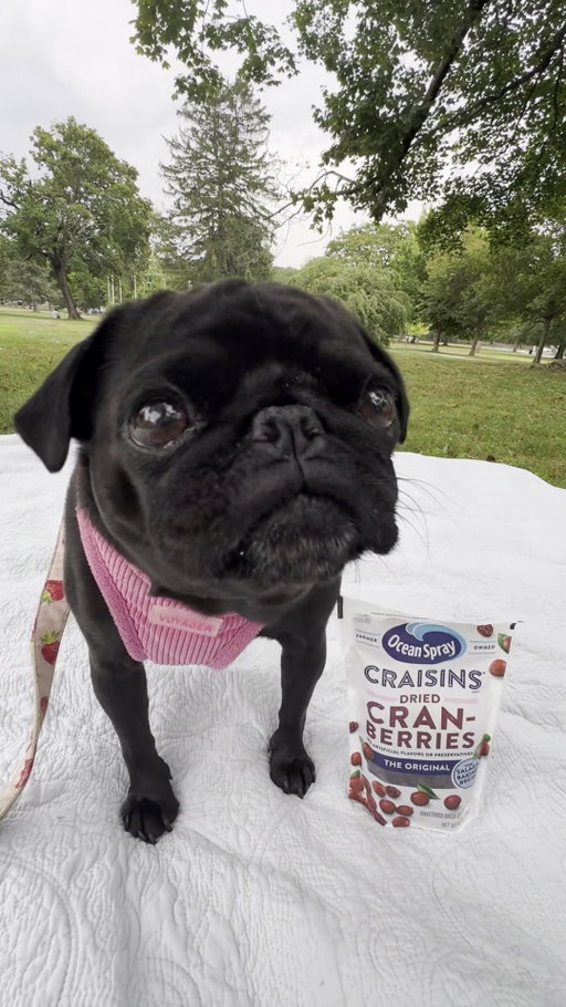 And the nom nom nominee for cutest Craisin loving doggo is (insert drumroll) … @bentothebug 🥰

#NationalDogDay