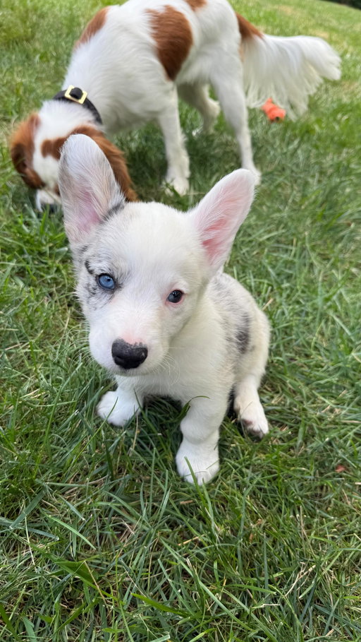 Welcome home Mr. Ziegfeld aka Ziggy. We love you so much 🤍💙

Ziggy is a Cardigan Blue Merle Corgi from @chloescolorfulcorgis 

#puppiesofinstagram #dogsofinstagram #nationaldogday #cardiganwelshcorgisofinstagram #cavliersofinstagram