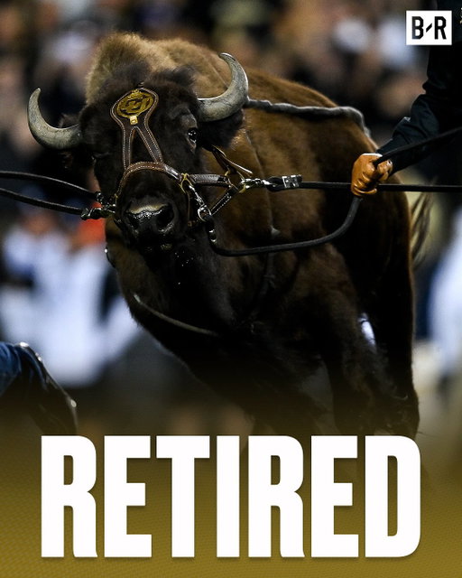 Colorado has announced that buffalo Ralphie VI, nicknamed “Ember,” is retiring after four years of service and will transition to a ranch

Ralphie VII is continuing her offseason training but there is no timeline for a debut

(Via @dnvrbuffs)