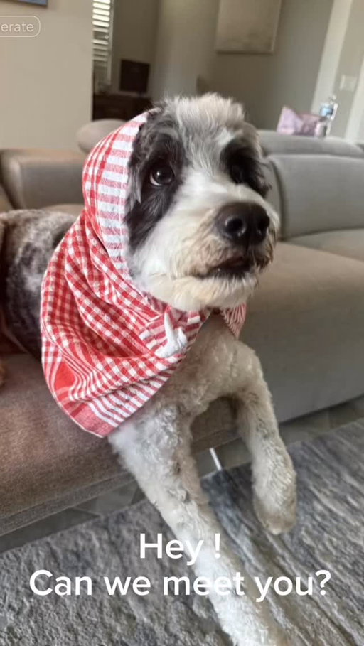 ✨ Just discovered the coolest AI feature on CapCut — turned my dog into a talking star 🤩🐶
It’s super cute, super funny, and only takes seconds!
#capcut #capcutpioneer