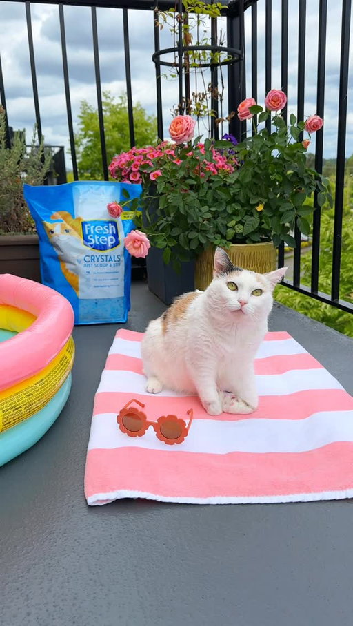 #HotGirlSummer means enjoying the finer things… like fresh meowgaritas and @freshstep Crystals!🍹💎

Look good, feel good, AND smell good this summer! 😽💅🏼

XOXO, Junie B 💙

#Ad #JunieBSkis #FreshStep #StepItUp #Litter #Cats