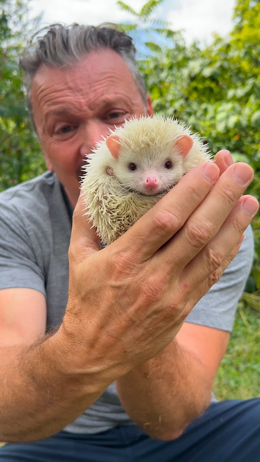 Call him Sonic!

Benji (his real name) carries around 5,000–7,000 quills, which are hollow spines made of keratin, the same protein in our hair and nails. Unlike porcupines, hedgehogs quills don’t detach, but when threatened, a hedgehog will curl into a tight ball, locking those spines together like a living suit of armor. Predators quickly learn the hard way that a hedgehog isn’t an easy snack.

Albinism in animals is caused by a genetic mutation that prevents the production of melanin, the pigment responsible for coloration in skin, hair, scales, and eyes. Because melanin also plays a role in how light is absorbed in the eye and how signals travel in the inner ear, albinism can sometimes come with vision and hearing problems

While undeniably cute, hedgehogs aren’t exactly ideal pets. They’re nocturnal, prefer solitude, and don’t usually enjoy being handled. But, man, they’re cute!