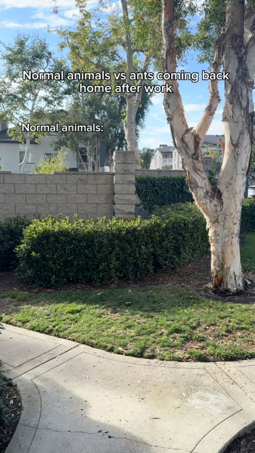 Normal animals vs ants coming back home after work. #reels #skit #comedy #funny