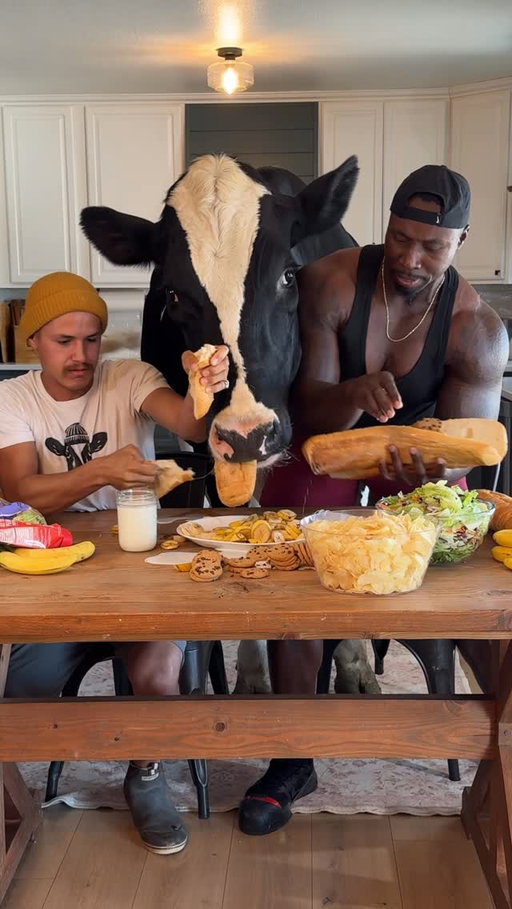 Trying to eat with Bruce and @biggroove #cow #brucethecow #farm #animals