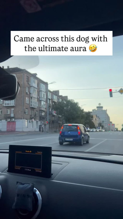 While driving through the city, I spotted a French Bulldog looking extra tough behind the wheel. He totally looked like a driving instructor on duty!🤣

Like this content? Follow @Fluffy 🐾

(🎥: bambom7 via ViralHog)