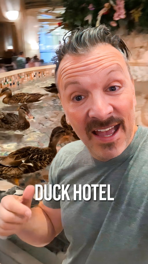 The lobby ducks at the Peabody Memphis started as a tipsy prank in 1933 and became one of the world’s most charming traditions. After returning from a hunter’s weekend, a bit inebriated, General Manager Frank Schutt and a friend released three live English call ducks into the lobby fountain, and guests fell in love instantly.

Soon, five North American mallards replaced them, and by 1940, a circus-trained bellman, Edward Pembroke, taught them to waddle down a red carpet twice daily in what became the iconic Peabody Duck March.

Today, these five mallards march from their heated rooftop ‘Duck Palace’, with its own fountain, grassy yard, and model of the hotel, into the lobby at 11 am, lounge in the fountain until 5 pm, and then head back home.

Their gig lasts just three months before they return to the wild, keeping this quacktacular tradition fresh and wild.

#PeabodyDucks #PeabodyHotel #PeabodyMemphis #DuckMarch #MemphisHistory #Memphis #MemphisTravel #HistoricHotels #BucketListTravel