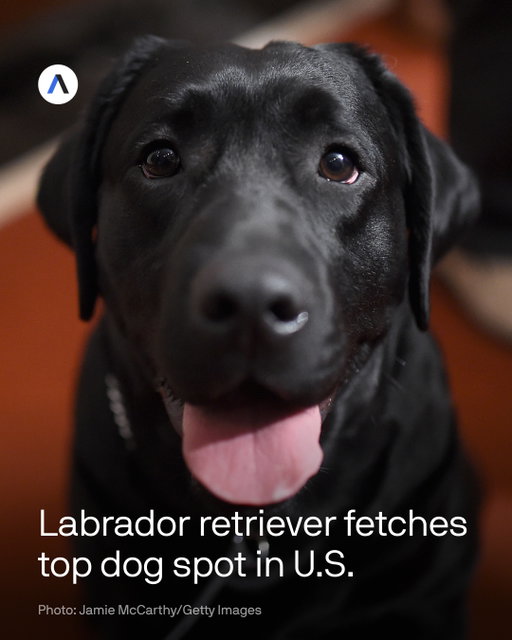 🐶 The Labrador retriever is the top dog breed in the U.S., according to a new U.S. News & World Report analysis.⁠
⁠
DETAILS: The annual report relies on pet insurance data, so it doesn't account for all dogs in the country.⁠
⁠
Last year, the Chihuahua was No. 1, but analysts had separated "Labs" (then No. 2) and "black Labs" (then No. 10) into separate categories. This year, the Labrador category includes Labs of all colors.