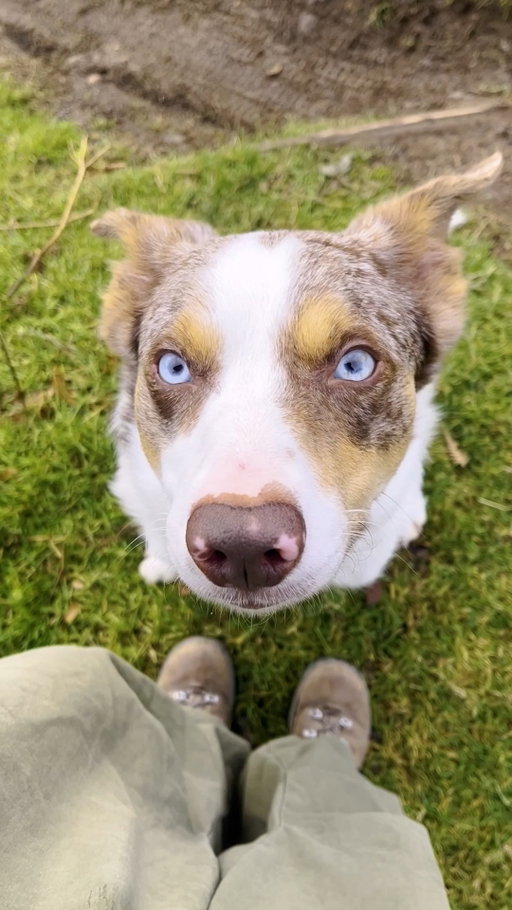 We’ve teamed up with @channel5_tv for an incredible competition!

Do you think your dog has what it takes? 🌟

Upload a photo of your pup for a chance to win a walk-on dog part in a 5 TV show!

Entries are now open 🐾

👉 Full terms and conditions apply.

http://butchersdogfood.co.uk/5dogcomp/ 

#ButchersDogFood #Channel5 #WalkOnDogPartCompetition