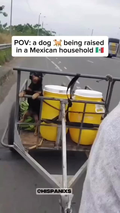 Lucky ass dogs!🐕 ❤️😂🙏🏽 Portland, OR - Helium - Sept 14 🙌🏽