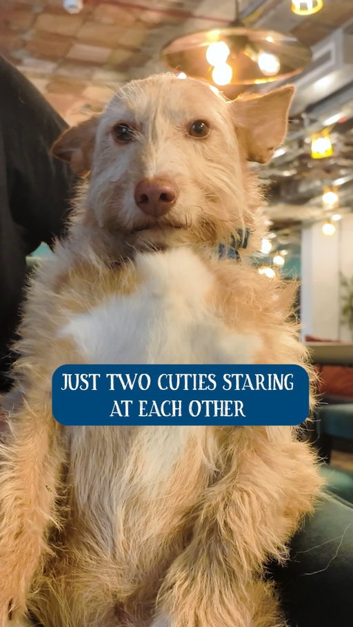 If you're watching this, you're the cutie 😉

#ButchersDogFood