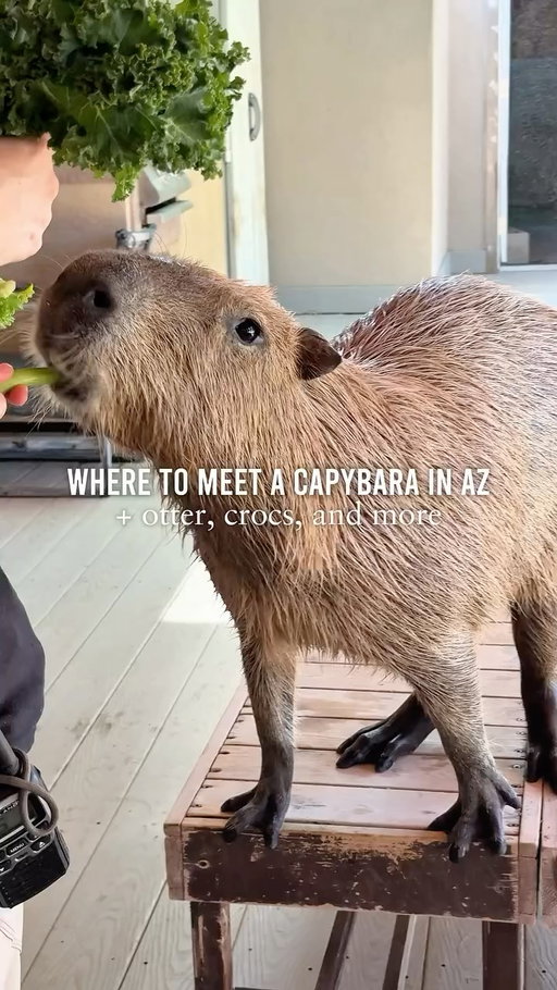 Did you know you can meet a capybara, otter, and even giant crocodiles in Arizona? 🐊 The Phoenix Herpetological Society in Scottsdale is home to over 1,700 rescued animals, from reptiles and tortoises to some surprise furry friends.
This nonprofit sanctuary focuses on rescue, rehab, and education - reaching thousands of students each year - and offers tours, Croc Walks, summer camps, and more. It’s part wildlife sanctuary, part classroom, and an unforgettable way to learn about creatures you won’t see anywhere else in the Valley. 
Such a unique and fun thing to do for kids and adults alike, especially when the weather starts cooling down! 

📍 @phoenixherp | 20701 N Scottsdale Rd, Scottsdale, AZ