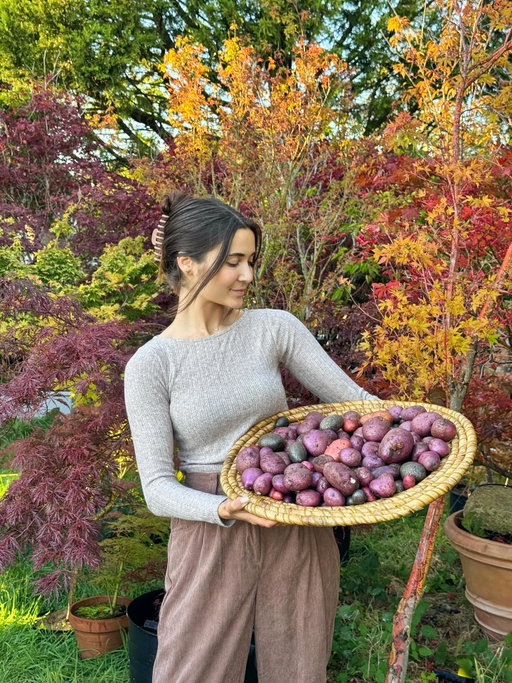 Happy September! 🍁🍂 my favourite season of the year is almost here! Although it does already feel like autumn in the UK already! 🎃
Here’s a realistic carousel of the last few days 🤪
Photo 1: My second ever potato harvest and it’s been pretty successful! 🥔 
Photo 2: Golden hour across our field 🌤️
Photo 3 & 4: Obligatory @tkmaxxuk & @homesense_ukie  trip to kick start the cosy vibes 👻
Photo 5: The internal scaffolding in the atrium hallway is finally down in the self build, this mezzanine space feels huge now! 🏠
Photo 6 & 7: Close up of my potato harvest, just a girl growing blue danube potatoes 🥔 
Photo 8 & 9: We rescued this mature Japanese maple tree from being cut down this summer (not ideal time to transplant them) but it actually survived and here are some new leaf shoots! 🍁
Photo 10: Me and my baby girl sky making sure I don’t move for the forseaable future. 😸