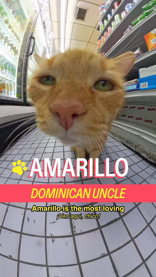 Meet Amarillo in Park Versailles featuring a sweet treat break with @vitacoco 

host @michelladonna
producer/dp @behappyforonce
editors @behappyforonce & @seanfitzmaurice
brand producer @christianwallaceshriver
graphic design @hazu_am
ae @ry.novak
translator @citizen_sharik 
pa @darkenne.v

a show by @madrealities

#cat #nyc #thebronx #shopcats