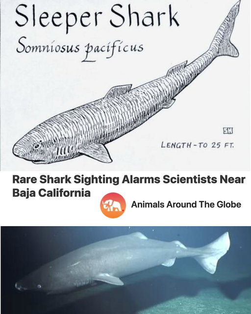 Scientific discoveries are always interesting. But what struck me about this story is the reaction this one shark is igniting. There is an overwhelming sense that, once again, sharks are messengers. Making us aware that WE DON’T KNOW ENOUGH, and that WE DON’T DO ENOUGH.

Three points we should learn, and internalize, from this important story:
1) Sharks are key indicators of potential shifts in ecosystem health and changes in temperature and currents. 
2) The presence of this animal has jolted Mexican and international authorities into action to establish protective measures for deep-sea ecosystems. 
3) Dismissing indigenous knowledge is foolish. Older fishermen describe massive, slow-moving “ghost sharks” that would occasionally be glimpsed in deep waters during certain seasonal conditions. This has been dismissed as folklore. These stories are now being carefully documented by anthropologists working alongside marine biologists. This potential convergence of scientific discovery and traditional ecological knowledge underscores the importance of integrating diverse knowledge systems into marine research.
.
Read the full story (link in bio) by @animalsaroundtheglobe_official 
.
Images by Wikimedia commons