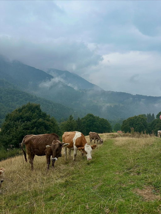 Italy adventures part 2 (rain edition): Hikes, unexpected animals and bridge jumping
