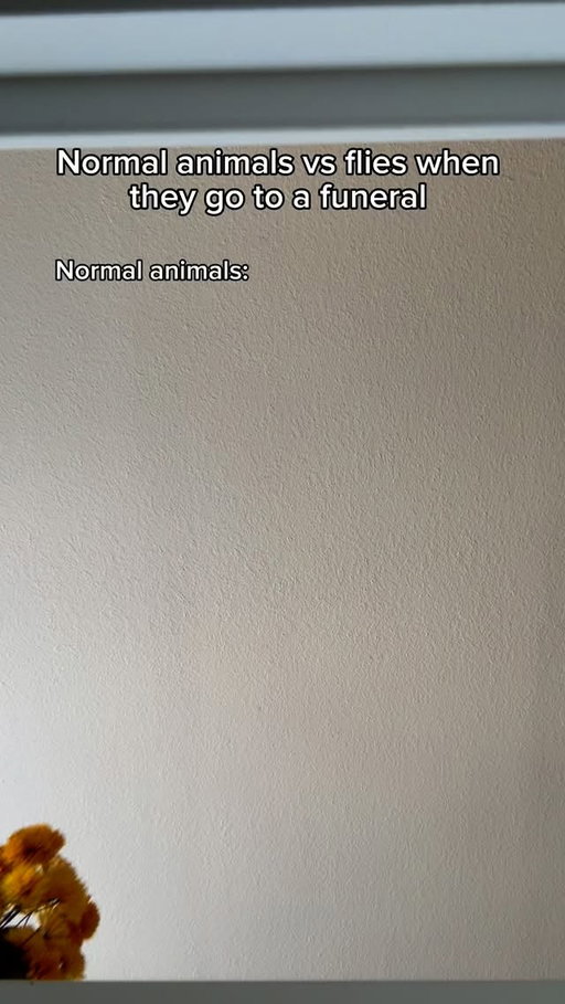 Normal animals vs flies when they go to a funeral. #reels #skit #comedy #funny