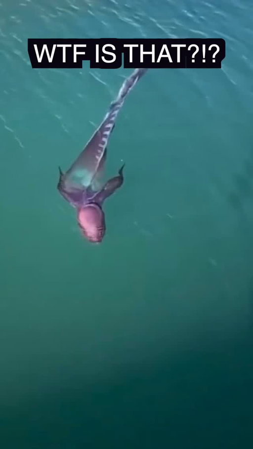 The Blanket Octopus is basically an alien 👀 #funfact #didyouknow
