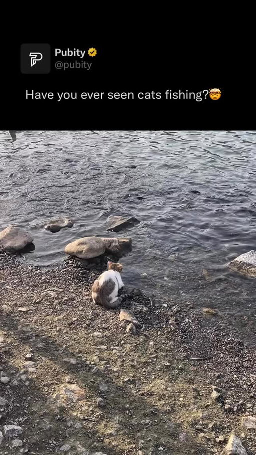 🐟

Cats are natural hunters, and fishing taps right into their instincts. Whether it’s pawing at koi in a pond, watching intently as fish swim in an aquarium, or even being trained to scoop treats from water, cats show surprising patience and focus when “fishing.” Their quick reflexes and curiosity make the chase almost as fun as the catch.

@raushan_dubai via ViralHog

#cats