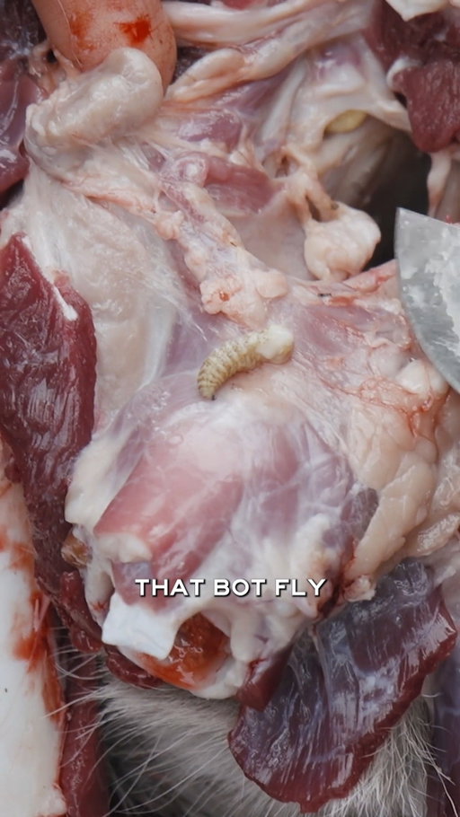 Bot flies have a way of alarming even the most seasoned hunters. With that said, they're nothing to worry about and actually have no negative impacts on the meat.