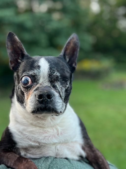 Even with loss, I find myself grateful. 💔 

Yesterday, my daughter and her husband had to say goodbye to their 13-year-old dog, Rummy. It was one of the hardest things to witness. Not only watching Rummy’s body begin to shut down, but also watching the heartbreak in Hannah and Jacob’s eyes. 😭

Rummy has been with them since they were just 20 years old, through every season of life. She was part of their beginning, their growth, their home. And for five of those years when Hannah and Jacob lived with me, I had the privilege of sharing life with her too. 🥰

This morning, my heart aches, but it also overflows with gratitude. Grateful for her joy, her sassiness, her unconditional love, and the light she brought into our lives for over a decade.

She will be forever missed, but never forgotten. Rest easy, sweet Rummy. 🐾❤️