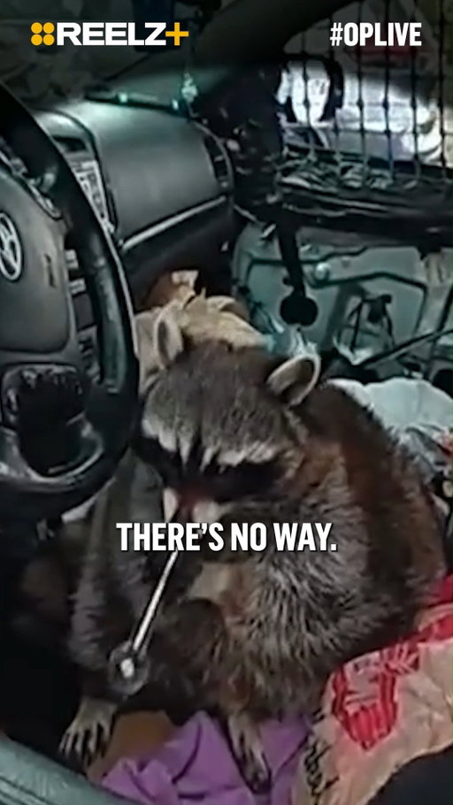 An Ohio traffic stop takes a bizarre turn when officers discover an unexpected passenger! 🦝 #OPLive #OPNation #REELZ #REELZPlus #Raccoon
