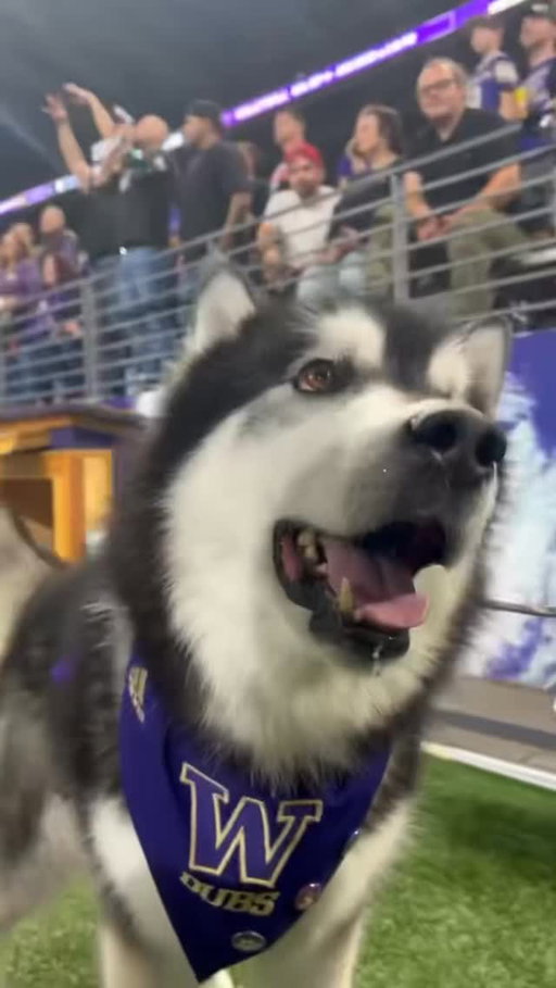 happy happy dawg