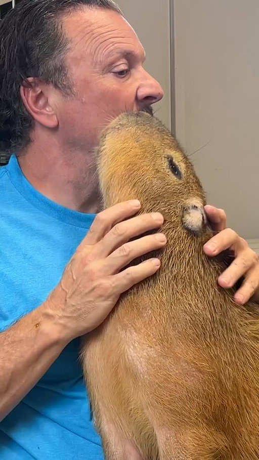 Swimming with a capybara is as amazing as it sounds!

Winston, a nine-month-old capybara who’s already 40 pounds, helps me with a few wild facts about the world’s largest rodent.

From cuddles and kisses to why they prefer doing everything in the water, this encounter is part comedy, part animal magic.

Capybaras are semi-aquatic, surprisingly affectionate, and absolutely unforgettable. You win if you see the ears flap!

Meet him at Westmeister Farms!

#Capybara #AnimalEncounter #ZanesWorld #CuteAnimals #WildlifeVideo #AnimalFacts #FunnyAnimals #CapybaraLove