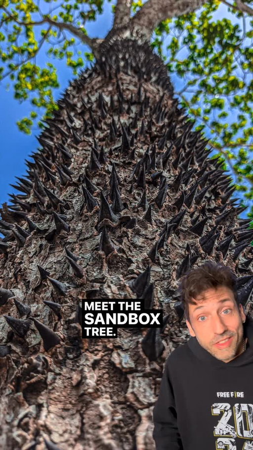 This tree is a MONSTER 👀 #funfact #didyouknow