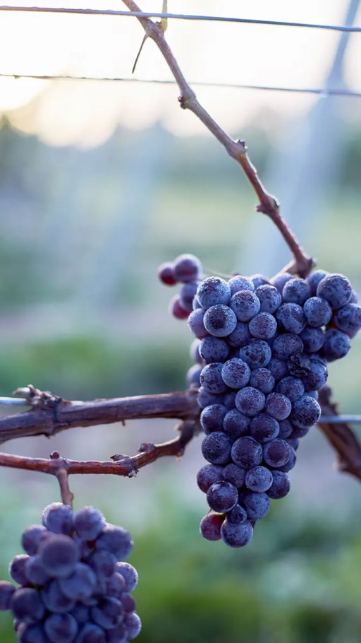 At Le Clos Jordanne, Pinot Noir is carefully shaped by hand, time, and terroir.

Our vineyards are surrounded and sheltered by Carolinian forests and their glacial ravines. The limestone-laced, silt and clay soils bring intensely focused fruit, minerality and age-ability to the wines here. 🍇 
Barrel-aged for nearly two years in carefully selected French oak, our Pinot Noir reveals delicate aromas, deep structure, and a signature transparency of place. What ends up in your glass is a wine that’s layered, expressive, and unmistakably Le Clos Jordanne.

Shop Pinot Noir through the link in bio or visit the estate for a tasting 🍷