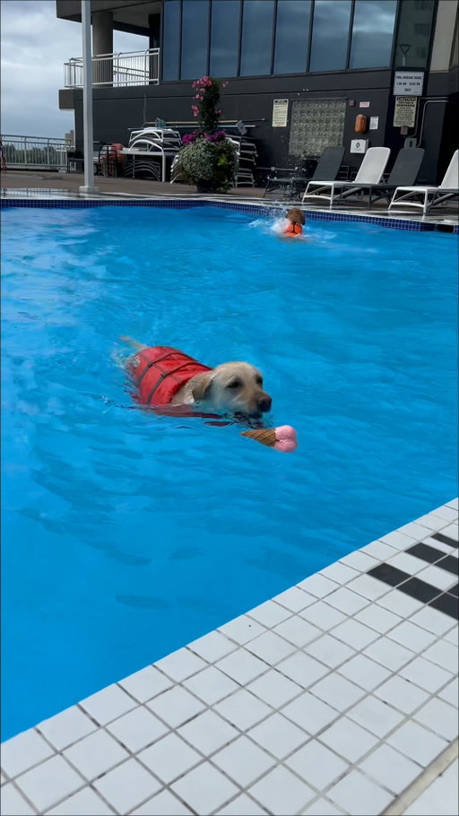 Mark your calendars! 
The Lakeview Dog Dip returns September 27 at Radisson Blu. 
Don’t miss the cutest splash of the season! 📅🐕 
Get your tickets today (link in our bio)!
