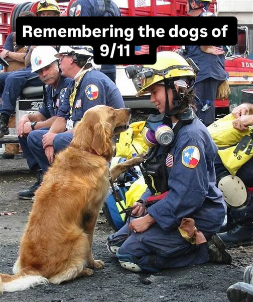 Heroes come in all forms 🐾🇺🇸 #NeverForget
.
After the attacks on 9/11, more than 300 dogs were deployed to Ground Zero. From search & rescue to guiding their owners to safety, these dogs showed courage and loyalty in the darkest of times. ❤️