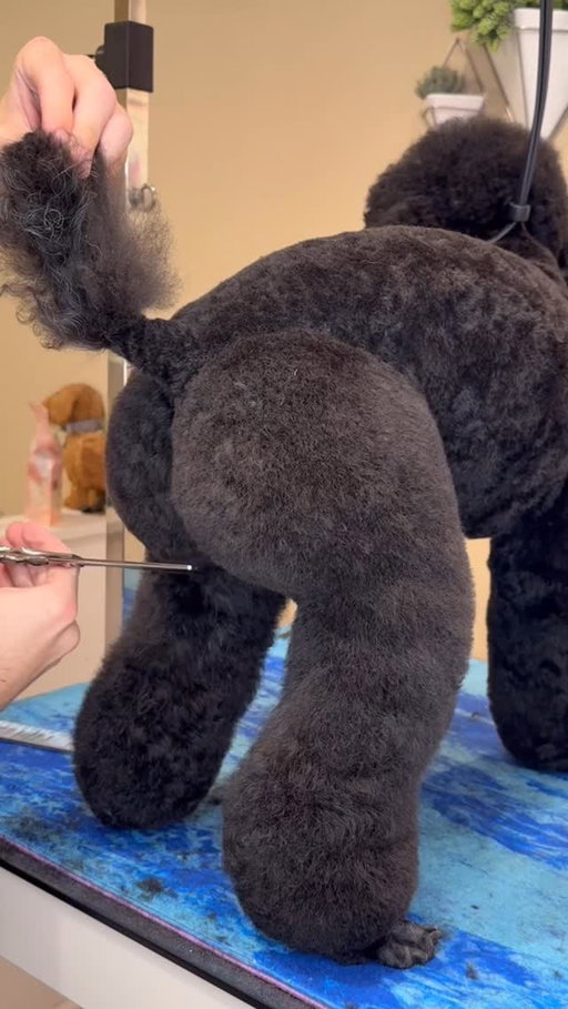 Call me Dr.Dogsbylogan 🍑
.
#dogs #doggrooming #dogsbylogan #poodle