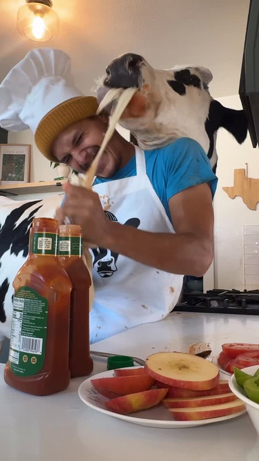 Trying to eat pizza with Buttons! #cow #brucethecow #farm #animals