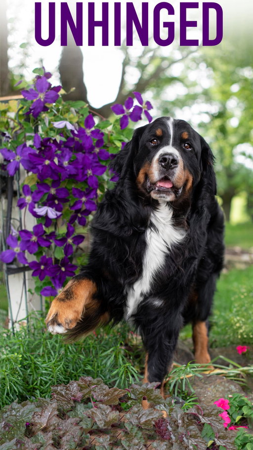 Nothing can prepare you for the last one. It is undoubtedly the most unhinged Weller-ism 😂

#bernesemountaindog #funnydog #dog