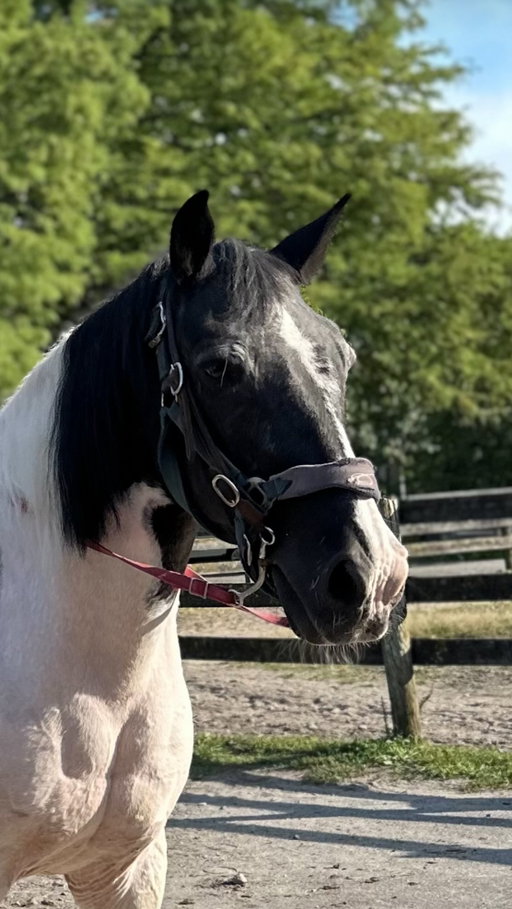 Follow me for more NYC Spots and send this video to someone who should go with you 🐴 🫶🏼 
•
#nycfun #nycactivities #horsebackriding #nyclife