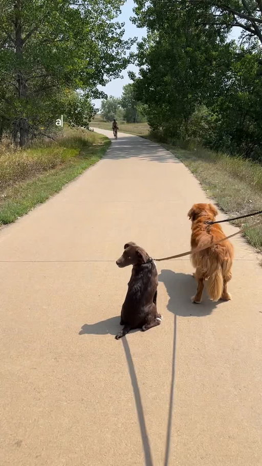 #ad From shelter pup to trail explorer, Milly’s first hike was made easy with the @orijenpetfood ORIJEN™ Trails app, a pet-first guide with over 100 parks, complete with scenic stops, trail ratings, and rest areas to make adventures safer and easier.

She stayed fueled with ORIJEN™ food, made with WholePrey nutrition and real animal protein as the first ingredients.

Join the ORIJEN™ pack and start your own adventure today!

#ORIJENPartner #ORIJENTrails #FueledbyORIJEN