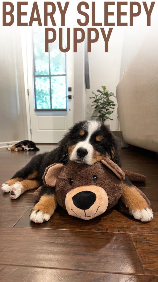 a beary sleepy boy 😴

#cutepuppy #cutedog #puppy
#bernesemountaindog #ShotoniPhone